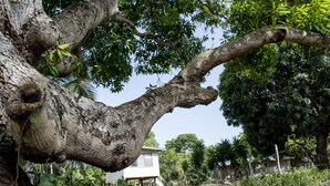 A large tree with a thick trunk and sprawling branches, a white building with a porch in the background, and various green plants and trees around. - Backpackers Paradise (Sarteneja)