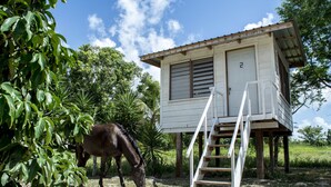 A small wooden structure with a staircase, a horse grazing nearby, and lush greenery in the background. - Backpackers Paradise (Sarteneja)