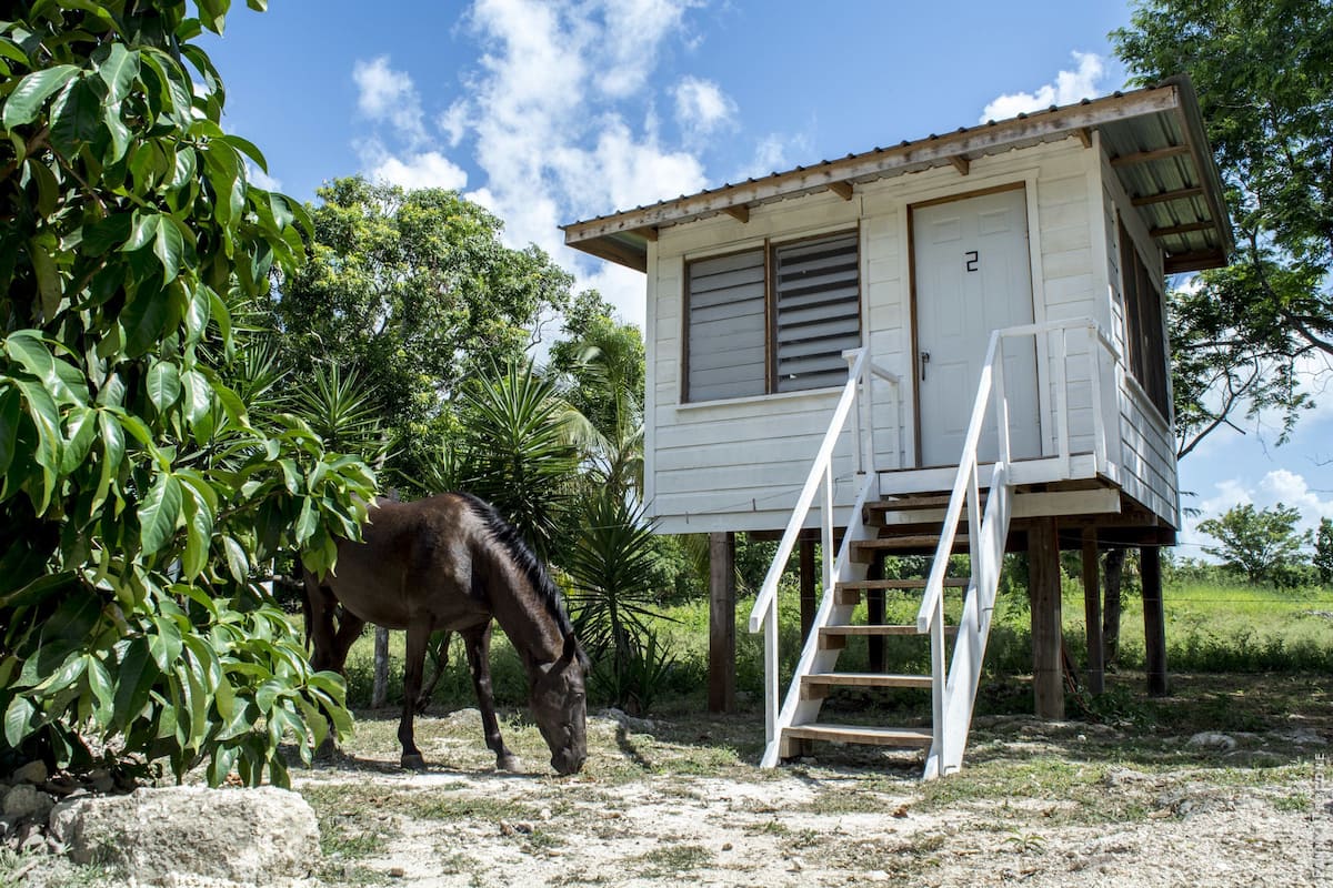 Una piccola costruzione in legno con una scala, un cavallo che pascola nelle vicinanze e una rigogliosa vegetazione sullo sfondo.