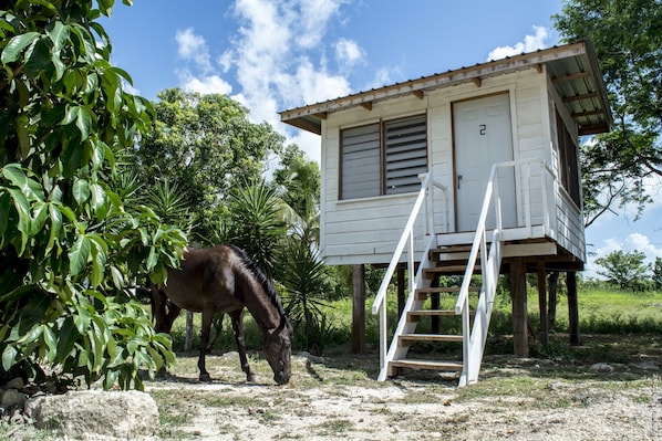 A small wooden structure with a staircase, a horse grazing nearby, and lush greenery in the background. - Backpackers Paradise (Sarteneja)