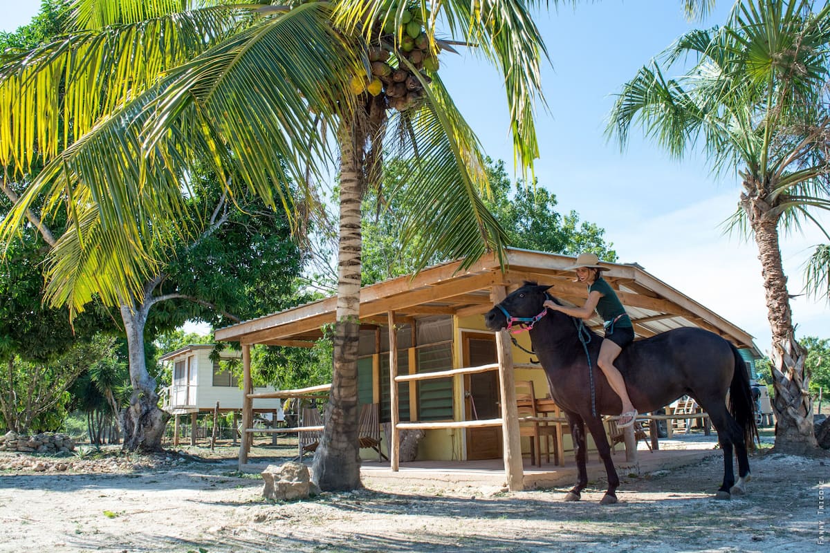 Un maneggio con un cavallo e un cavaliere, circondato da palme e un edificio in legno.