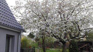 A residential area with a house, a garden with a large flowering tree, and a paved driveway. - Vacation cottage near the harbor (Lauterbach)