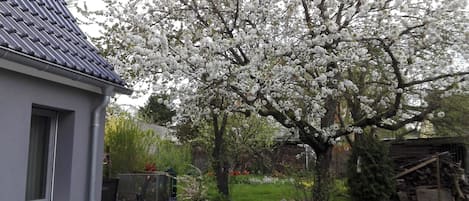 Een woonwijk met een huis, een tuin met een grote bloeiende boom en een verharde oprit.