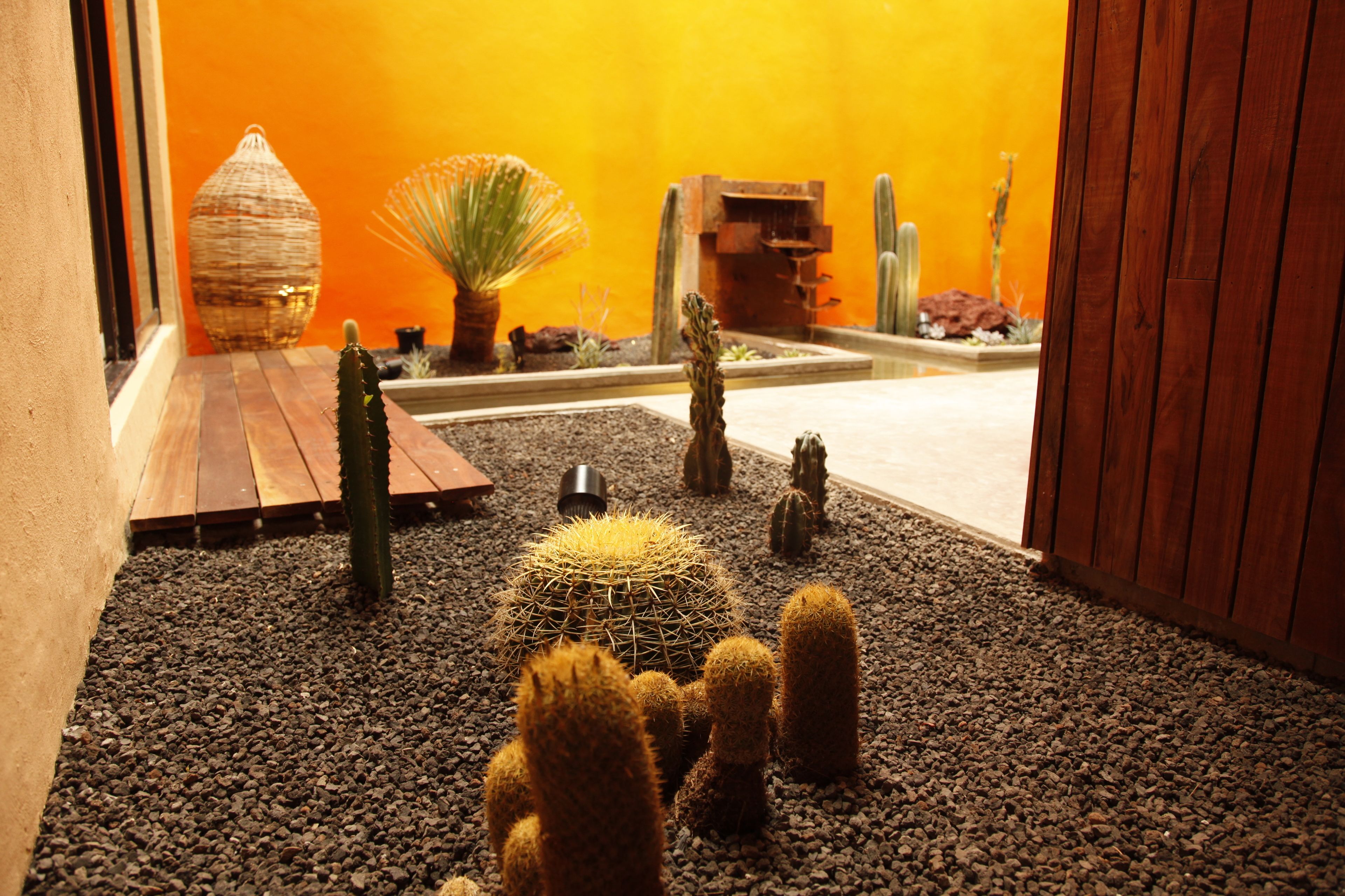Un jardín de cactus con diversas especies de cactus y un banco de madera.