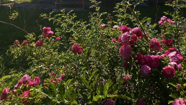 Un edificio de piedra con múltiples ventanas y un jardín con flores rosadas al frente.