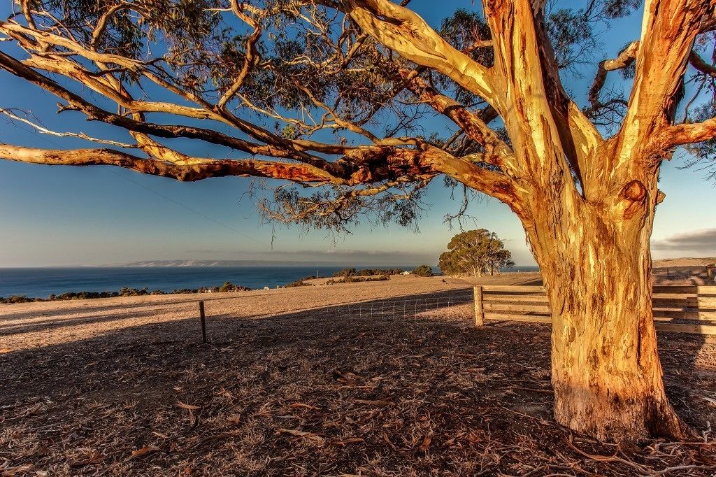A tree with a clear view of the ocean in the background.