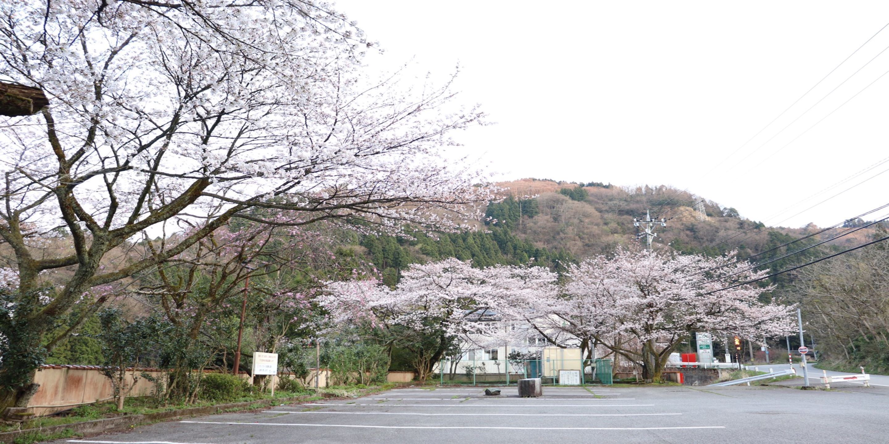 A parking lot with cherry blossom trees in full bloom, a clear sky, and a hilly landscape in the background.