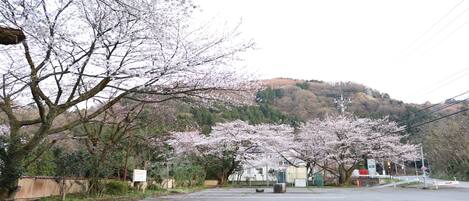 A parking lot with cherry blossom trees in full bloom, a clear sky, and a hilly landscape in the background.