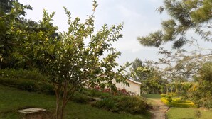 Un sentiero conduce a un edificio circondato da vegetazione lussureggiante e diverse piante.