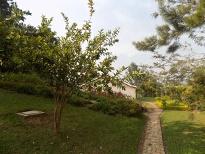 Taman