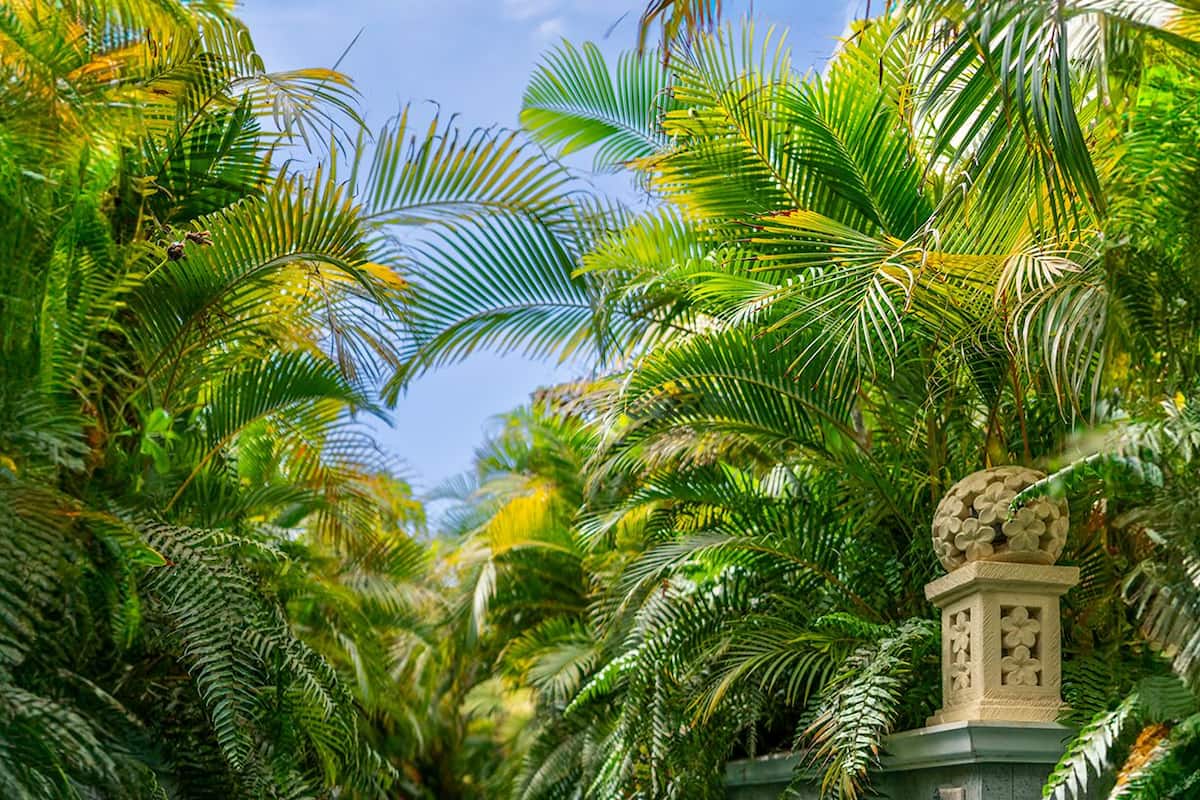 A pool surrounded by lush palm trees and a stone structure with a spherical top.
