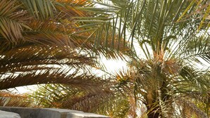 A concrete water feature with a cascading flow, surrounded by palm trees and greenery. - Misfah Old House (Al Hamra)