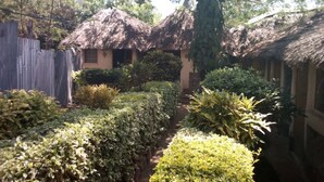 A thatched-roof house with a garden path leading to it, surrounded by various shrubs and a tall tree. - Mark5 Resort (Njumbi)