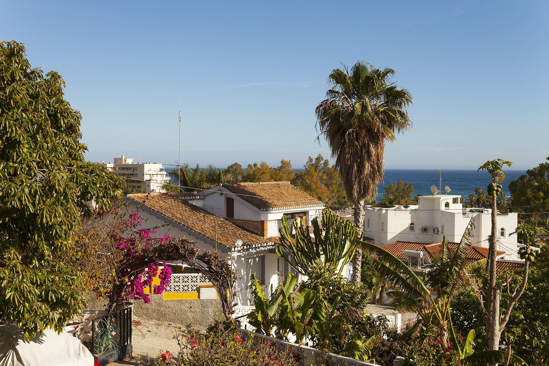 A coastal residential area with white buildings, a palm tree, and a view of the sea.