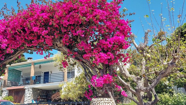 A house with a balcony under a vibrant pink bougainvillea arch. - Beautiful house with garden 3 minutes from the beach (Almuñécar)