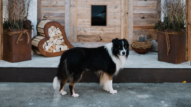 A rustic wooden building with a dog in front. - Gästehaus Richter (Grainau)