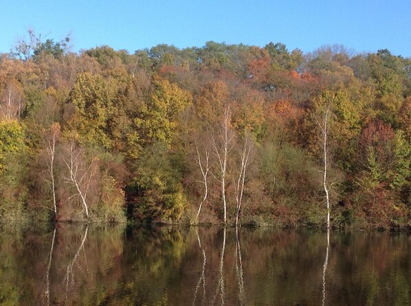 Un lago tranquilo con árboles reflejados en el agua, rodeado de un bosque.