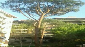 A tree in an urban setting with buildings in the background. - Bright apartment 200 meters from the Sistine Chapel (Roma)
