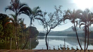 Una vista serena de un lago con un paseo de madera, palmeras y un grupo de gansos.