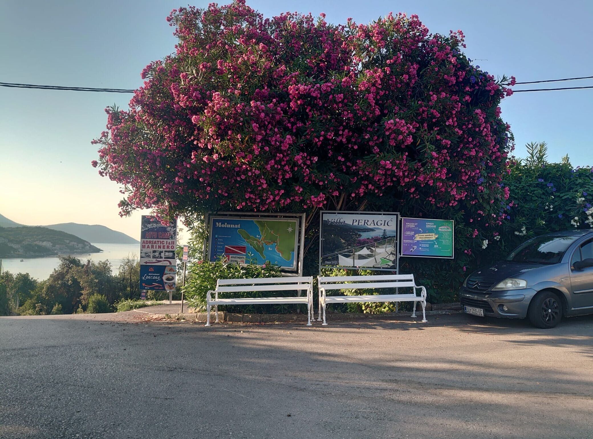 Un banco bajo un árbol en flor con carteles informativos, un coche y una vista del mar y las colinas al fondo.