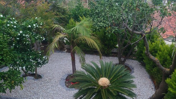 A garden with various plants and trees, including a palm tree and a fern-like plant. - Villa Peragić - Triple Room (Molunat)