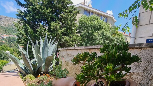 A garden with various plants and flowers, a large terracotta pot, and a building in the background. - Apartments Mavi - Studio Apartment with Terrace and City View (Dubrovnik)