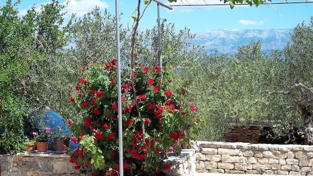 En stenmur, ett bord med ett blommigt bordsduk och en krukväxt med röda blommor.