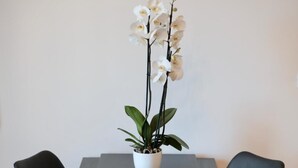 A dining table with two black chairs, a white vase with white flowers, and a wooden floor. - Apartments Cava Dubrovnik - Premium Studio with Patio and Sea View (Dubrovnik)