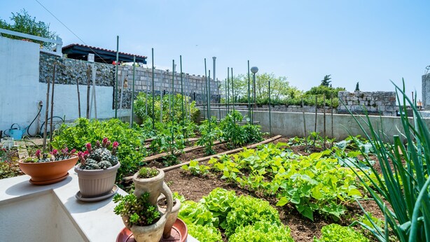 A rooftop garden with various plants and a stone wall.