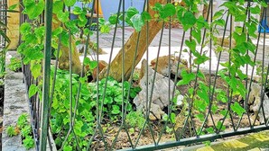 Un árbol con hojas verdes y una valla metálica frente a un edificio.