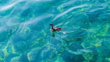 Um pato nadando em águas azul-claras.