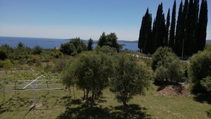 A vineyard with rows of grapevines and a clear view of the sea in the background. - Apartment D & D Orebić - Three Bedroom Apartment with Terrace and Sea View (Orebic)