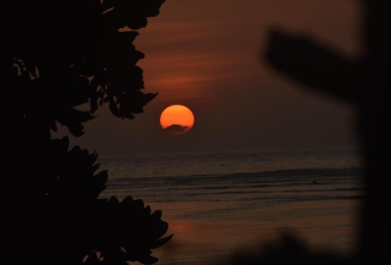 A sunset over the ocean with silhouettes of foliage in the foreground.