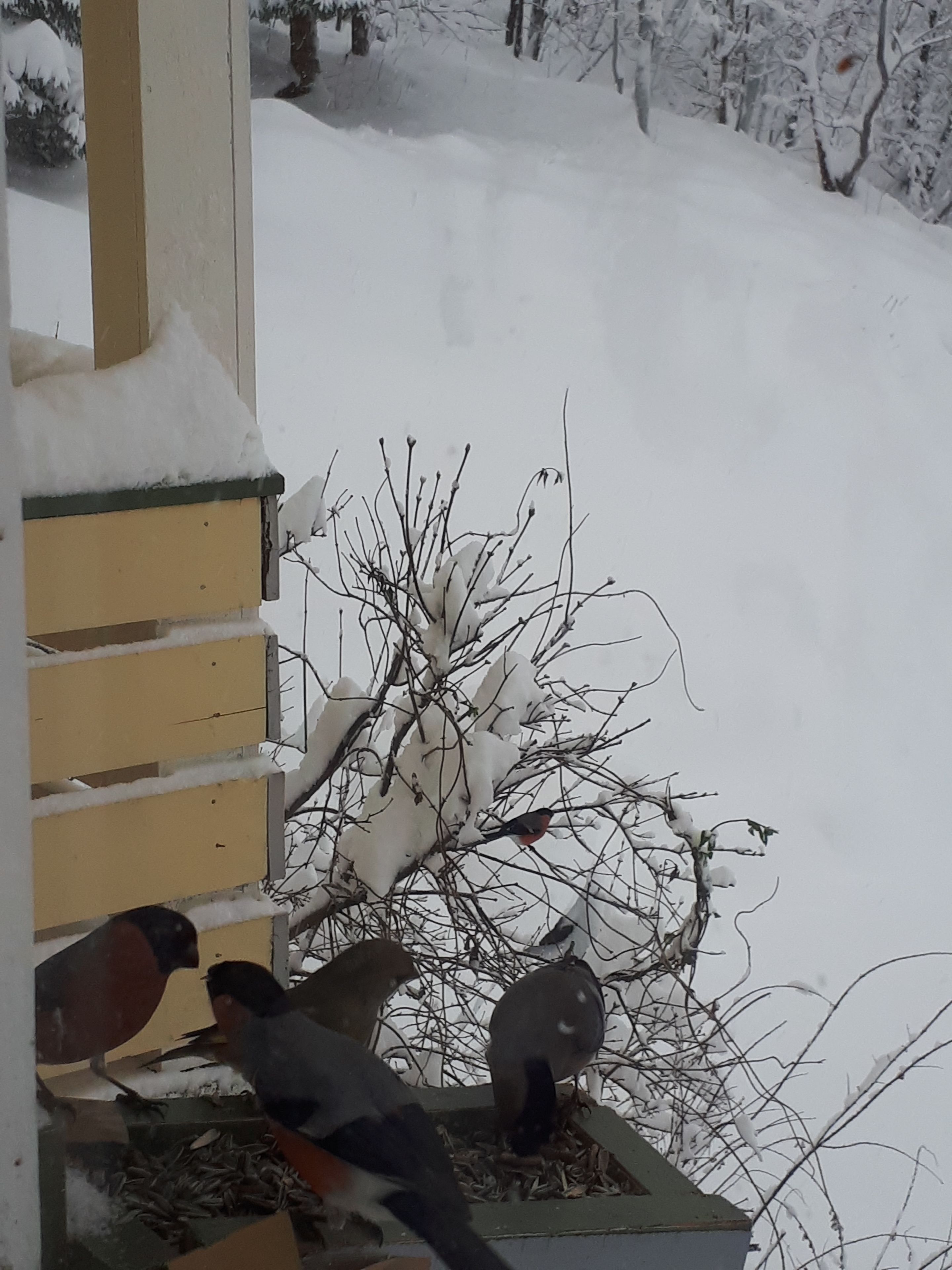 A bird feeder with several birds perched on it, surrounded by snow-covered branches.