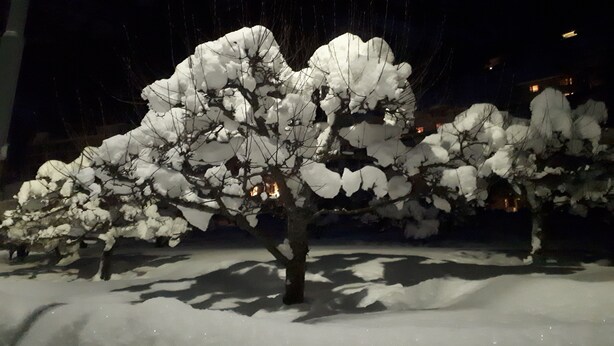 A snow-covered tree in a park at night. - Lunheim Accomodation (Stranda)