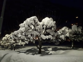 Un árbol cubierto de nieve en un parque durante la noche.