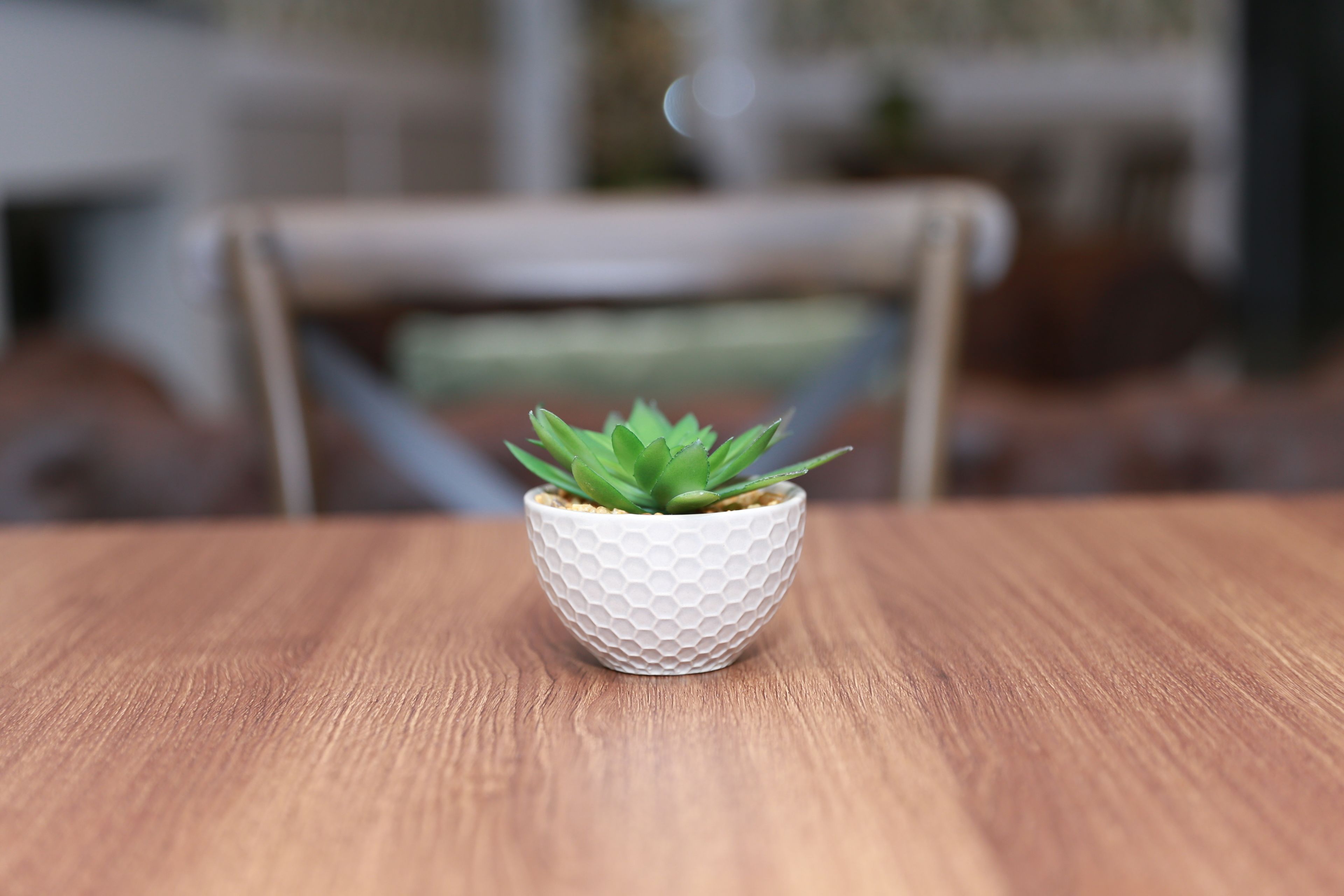 A small potted plant on a wooden table.