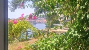 Un jardín con diversas plantas y flores, un camino y una masa de agua al fondo.