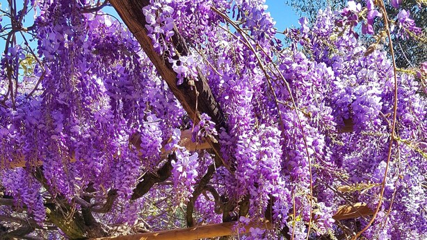 A garden with purple flowering trees, a wooden bench, and a metal table. - La Vivagna - Sea view house among the olive trees (Leivi)