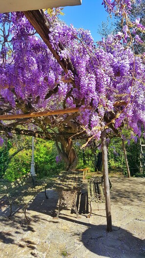Un jardin agrémenté d’arbres aux fleurs violettes, d’un banc en bois et d’une table en métal.