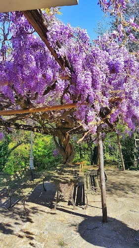La Vivagna - Sea view house among the olive trees