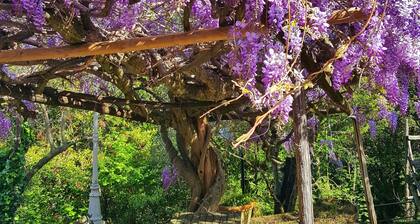 La Vivagna - Maison avec vue sur la mer parmi les oliviers