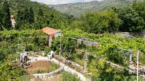 Un viñedo con hileras de vides, un muro de piedra y un edificio con techo rojo.