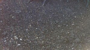 Unclassified image, 4 of 9, button - Nathan's Farm (Rickmansworth)