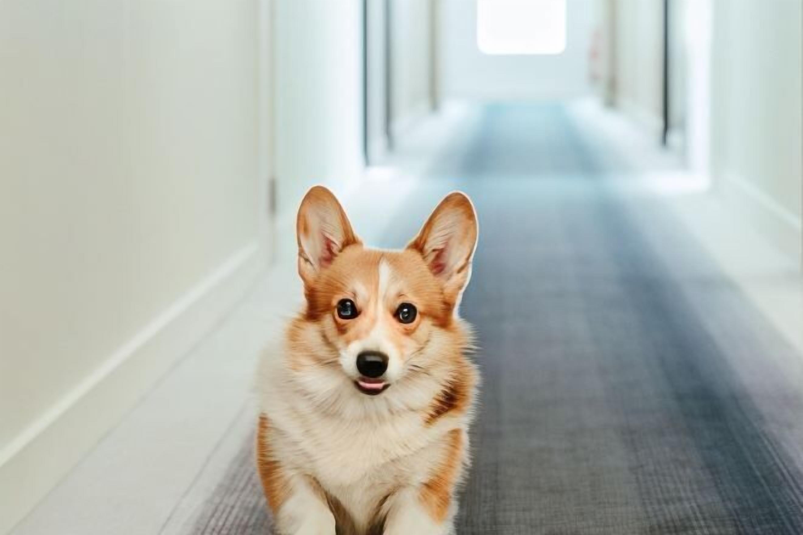 สัตว์เลี้ยงเข้าพักได้