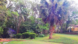 A lush garden with a variety of trees, including a prominent palm tree, and well-maintained grass areas. - OUR PARADISE available Christmas New Year <br>End of March holiday promotion 981113133 (Arujá)