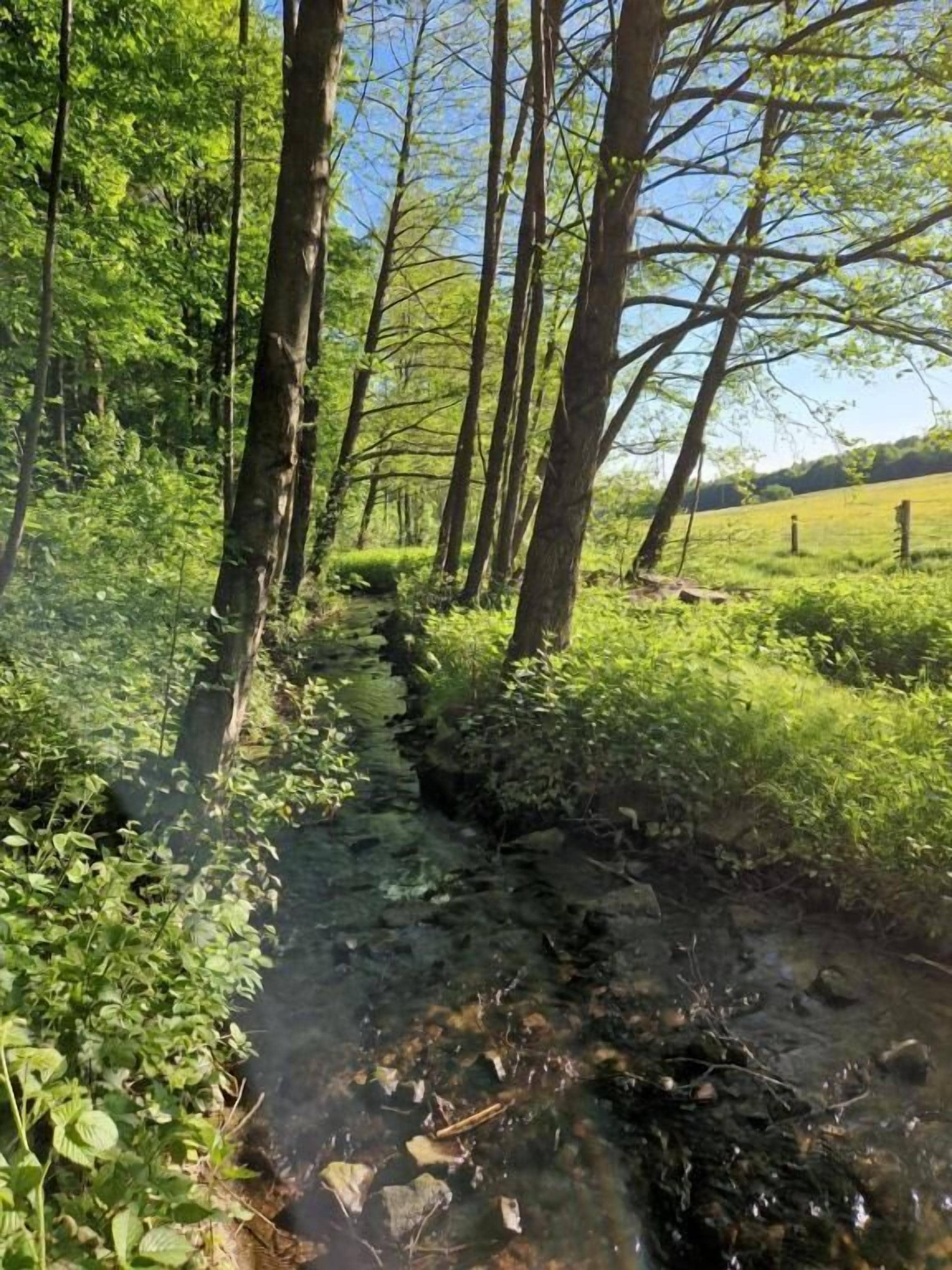 A natural outdoor scene with a stream, trees, and a grassy field.