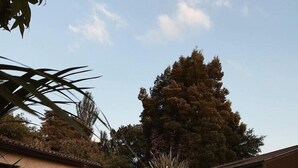 Una propiedad residencial con un camino pavimentado, un pequeño jardín y un árbol grande.