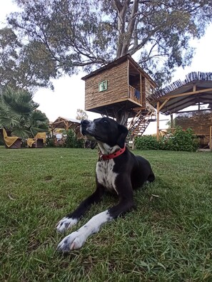 Pet-friendly - Daidala Life (Fethiye)