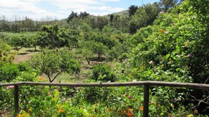 A lush garden with various plants and flowers, a wooden fence, and a clear sky. - Vivelorural: Alpendre de Ayala, piscina y jardín (Santa Brígida)